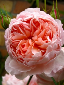 Rosa 'William Morris'