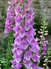 Pink spotted foxgloves