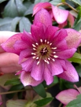Pink hellebore with interesting form