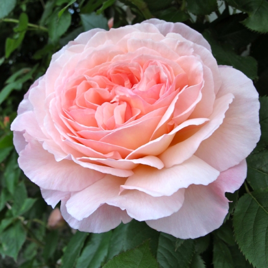 'A Shropshire Lad' rose