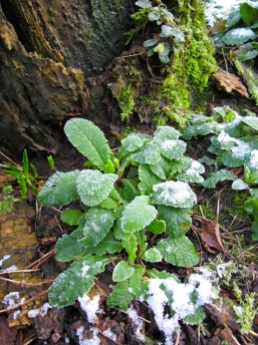 Frost covered Primrose leaves