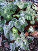 Frosty cyclamen leaves