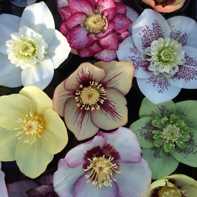 Ashwood Nurseries: Britain's Best Kept Gardening Secret – Susan