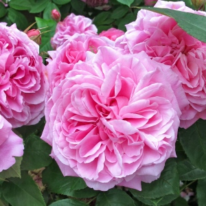 Fragrant rose