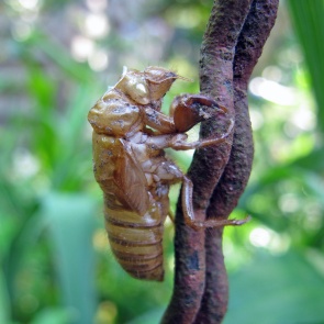 Cast off cicada skin