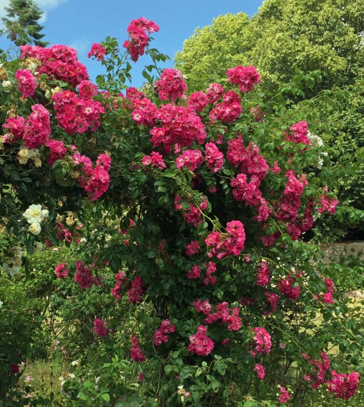 Rambling rose at Rousham