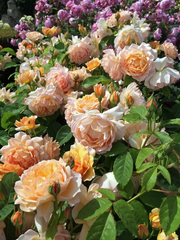 Gallery of English Roses: apricot, orange and peach – Susan Rushton