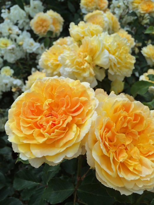 Molineux roses