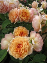 English rose: Grace
