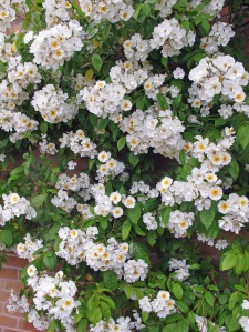 White rambling rose
