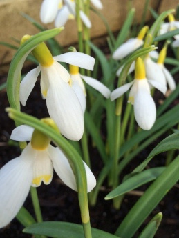 Cluster of yellow snowdrops