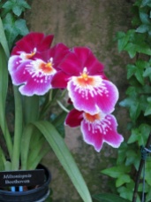 Orchid Miltoniopsis 'Beethoven'