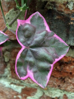 Pink edged leaf