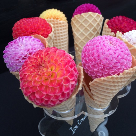 Ice Cream Dahlias