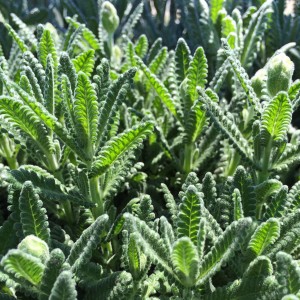 French lavender leaves