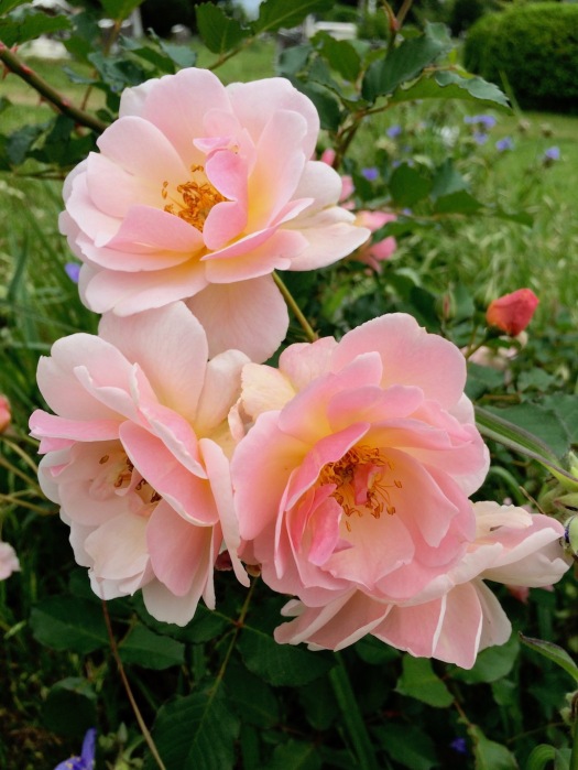 Cemetery rose
