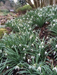 Snowdrops at Ness Botanic Gardens