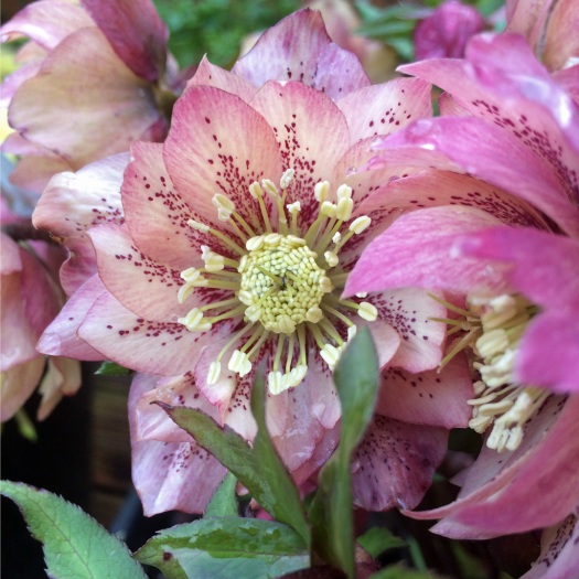 Hellebore spotted double
