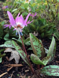 Erythronium dens canis (trout lily)