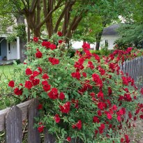 Rosa 'Red Cascade'