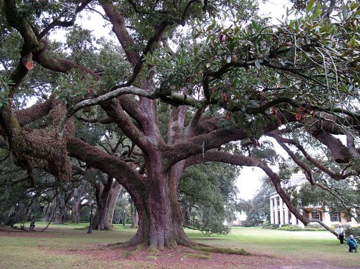 Live oak with people looking very small beside it
