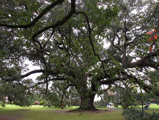 Southern live oak tree
