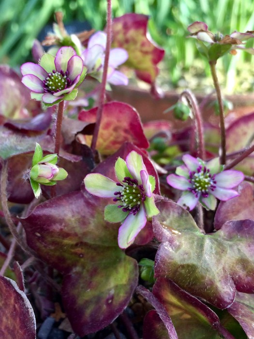 A close up of the leaves and flowers of a hepatica