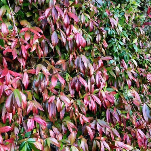 Vine with red-tinted foliage thickly covering a wall