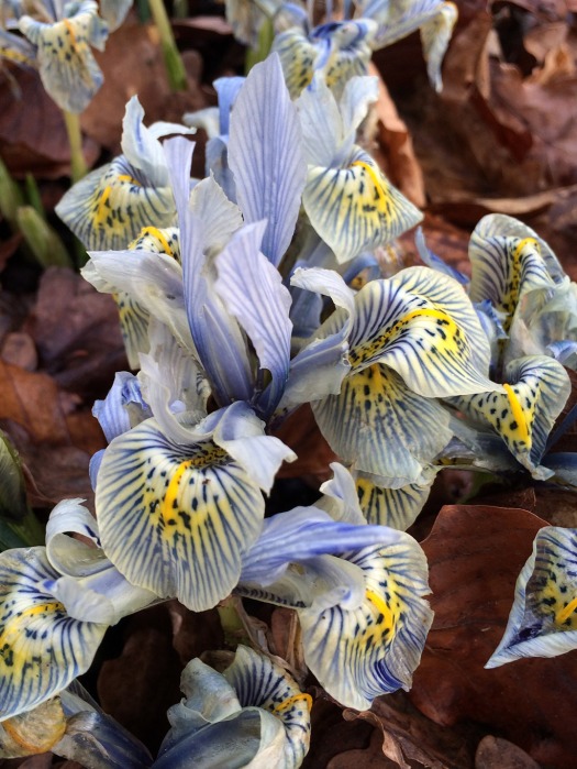 Small iris with blue stripes