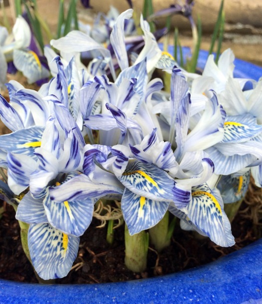 Cluster of irises in a pot