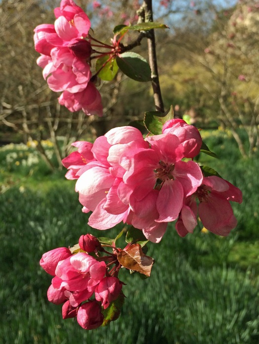 Blossom hanging on a branch