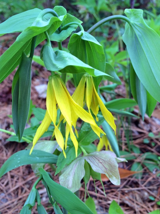 Flowers with elongated, twisted yellow petals