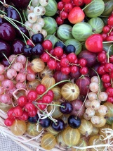 Basket of cherries, gooseberries and currants