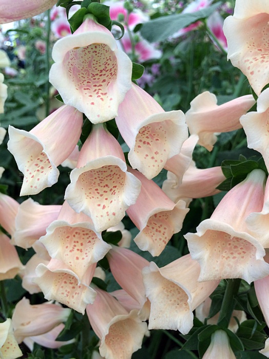 Foxglove with pale peach flowers, and darker spots