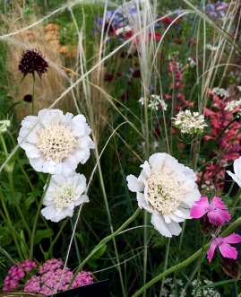 Cream flowers with arching grasses