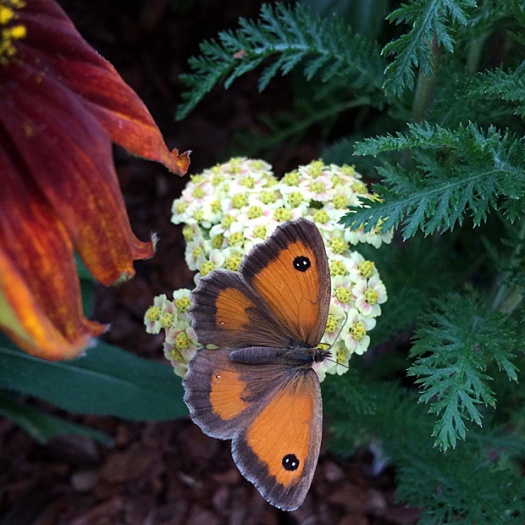 Butterfly on achillea flower