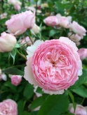 Pink rose with star shape centres