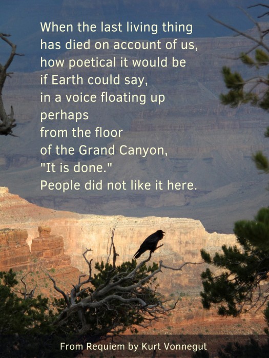 A bird on the edge of the Grand Canyon