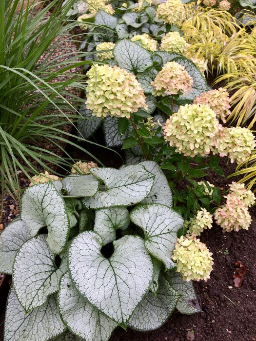 Silvery heart-shaped leaves, grasses and hydrangeas