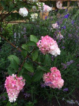 Panicle hydrangea flowers with scented lavender
