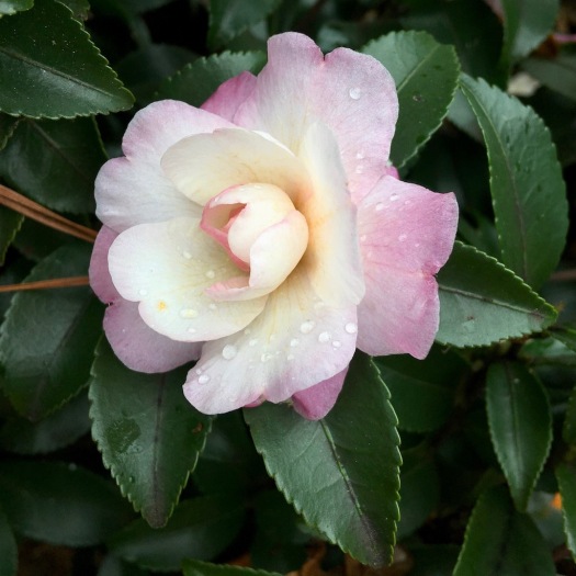 While camellia flower with a pale pink blush
