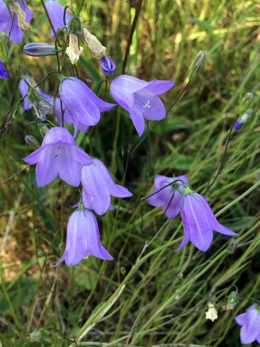 Blue, bell-shaped flowers held on slender stems