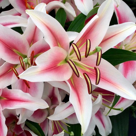 White lilies with a red flush down the centre of each petal