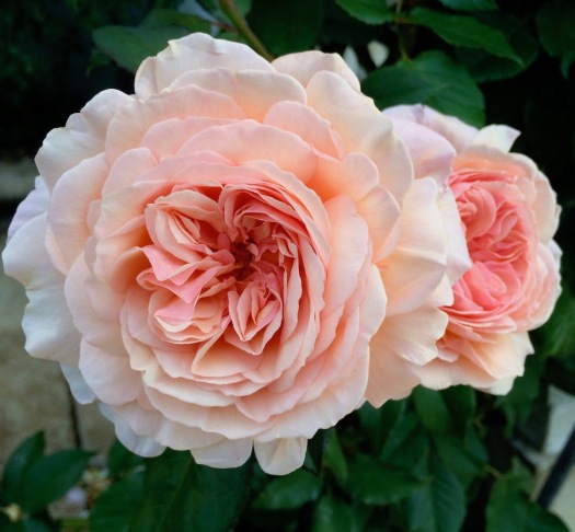 Apricot coloured 'A Shropshire Lad' roses