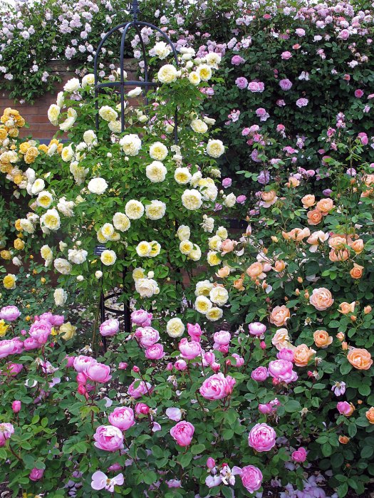 Pink, yellow and apricot roses