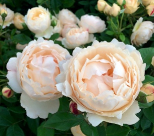 Cluster of creamy Wollerton Old Hall rose