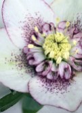 Close up of a white hellebore speckled purple