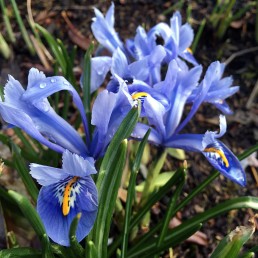 Blue iris with paler upper petals and yellow tongue