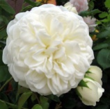 A creamy white rose with several buds