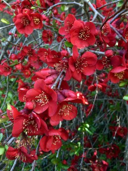 Quince with orangey red flowers